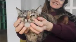 Миграция с животными сильно усложняет жизнь —...