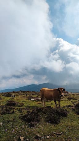 Испанские грибы